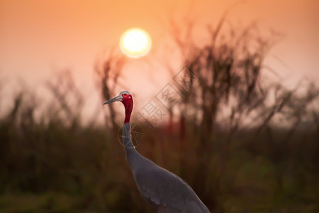 SilhouetteSoft在日落时草地上放松关注着Crane荒野羽毛生动物图片