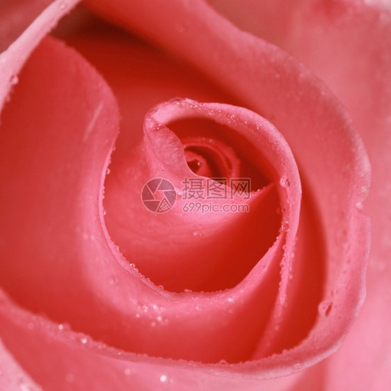 花瓣紧的粉红玫瑰全框芽新鲜的图片