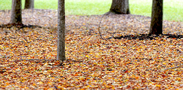 美丽的秋天树叶背景有木颜色季节公园图片