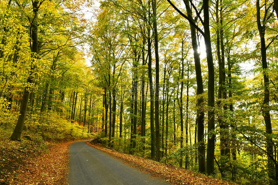 十月温暖的在多彩秋林中小路径绿色图片