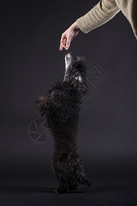 快乐的鼻子捕捉站在人手里抓食物的黑狗从人肉中获取食物图片