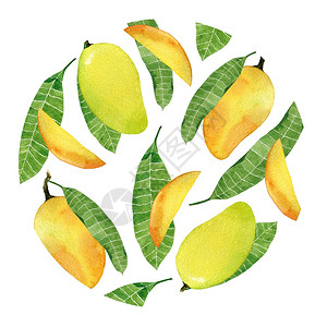 越南芒果美味的水果彩黄色芒实徽章背景用于包装卡片和海报手绘芒果实整体切片和叶子在白色背景上隔离水彩黄色芒果实徽章在白色背景上隔离所有的插画