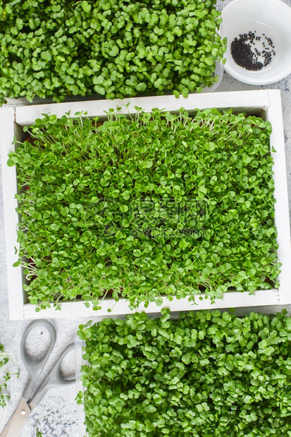 微型蔬菜白木箱中微绿色的平板布片配有种子和剪刀在家Vegan的微绿种子发芽和健康饮食概念农业营养图片
