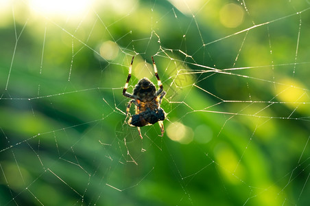 方昆虫丝绸蜘蛛用网捕捉蜜蜂的猎物利用纤维包绑鱼饵储存有绿色自然背景和晨日蜘蛛网中的猎物图片