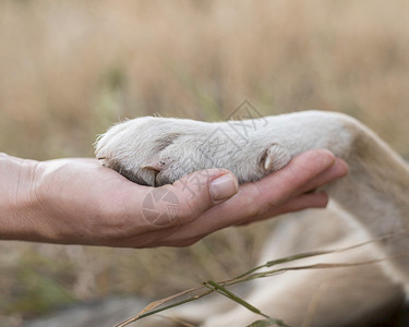 寻回犬持有狗爪子的侧面观众以及高品质的美丽相片侧面观众持有狗爪子的人高质量美容照片概念解析度兽医图片