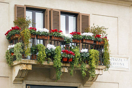 牌匾浪漫的场景在罗马纳沃广场上有彩色花朵和大理石牌的阳台图片