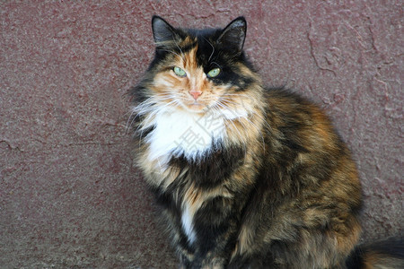 毛皮品种常设大猫把毛关上面有彩色羊毛坐在房子的旧墙壁旁边图片