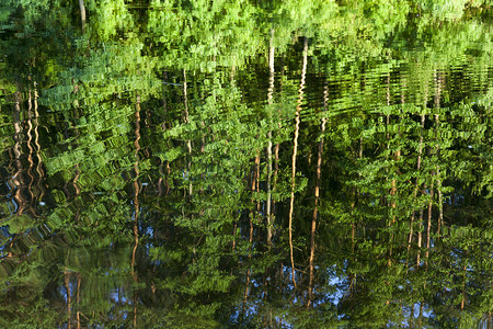 岸边湖水中绿色饱和多汁树叶的倒影这些植物在夏季近距离生长美丽岩石旅游图片