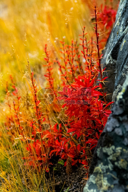 阿尔泰草甸中的植物阿尔泰草本和花卉阿尔泰草本和花卉荒野旅行远足图片