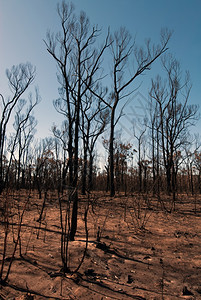 地形干燥曾是这一场景由干枯的泥土和烧焦树木组成是在澳大利亚新南威尔士最近发生野火后被俘虏的图片