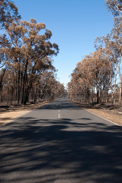 灾难棍子这一场景由干枯的泥土和烧焦树木组成是在澳大利亚新南威尔士最近发生野火后被俘虏的分支机构图片