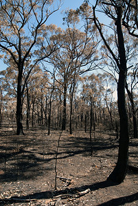 橙极端这一场景由干枯的泥土和烧焦树木组成是在澳大利亚新南威尔士最近发生野火后被俘虏的树枝图片