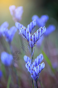 日出近距离关注紫花瓣时在湿地的布曼尼亚迪希哈花朵绿色蓝的网络图片