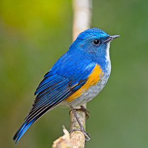 紧闭蓝鸟喜马拉雅的男蓝色尾巴塔塞格鲁菲拉图斯在树枝上眼镜猴清楚的复制图片