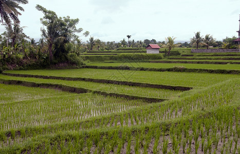 印度尼西亚乌布德巴厘的稻田土地旅行天空图片