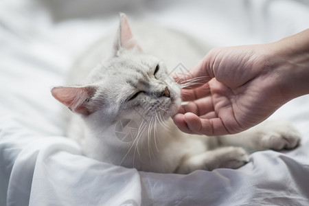 抚摸一只猫的手图片