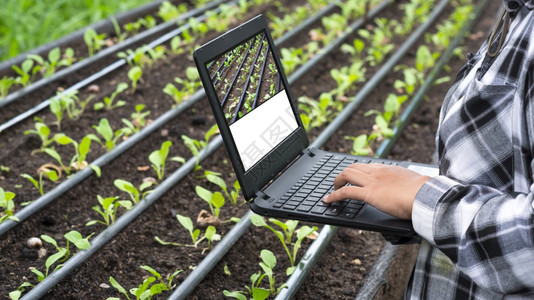 土壤监视器利用笔记本电脑录有机农场中许多绿色国小菜卷心不断增长的数据用笔记本电脑将年轻女农工手紧闭起来园艺图片