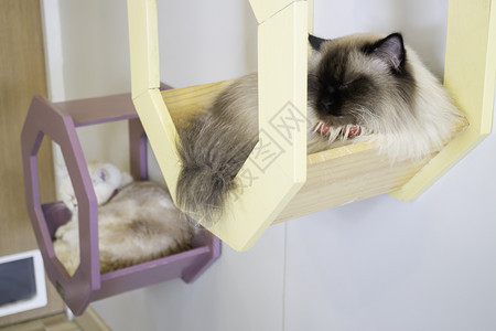 房子哺乳动物柔软度家猫在咖啡店里冷藏股票照片图片