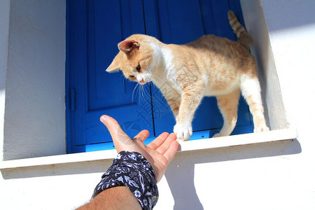 伸手触摸窗户边的猫咪图片