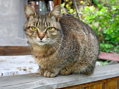 宠物有趣的盯着一只绿色和黄眼睛的小猫坐在夏天阳台的木制风湿桌外图片