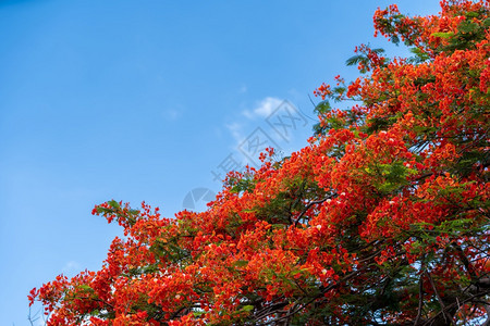美丽的热带红花皇家Poinciana或泰国的火焰树Delonix重生在蓝天上森林夏季自然背景节花的红色图片