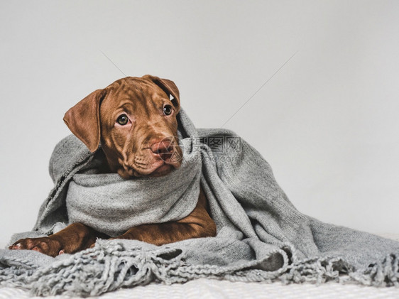 关心教育服从训练抚育宠物的观念棕色可爱小狗棕色的漂亮小狗棕色的近身室内工作照片的美国人巧克力图片