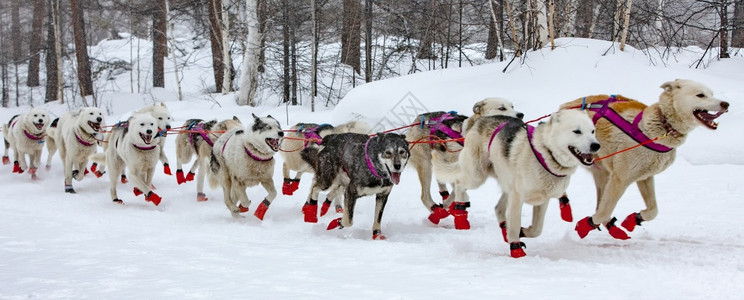 有选择焦点狗雪橇在冬季风景上跑动狗雪橇在冬季风景上跑动重点团队步图片