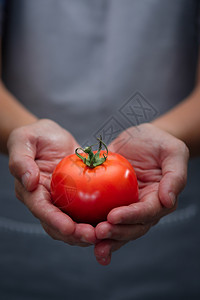 食用农民手有成熟的红西番茄选择焦点良好健康概念垂直图片风格红色的绿图片