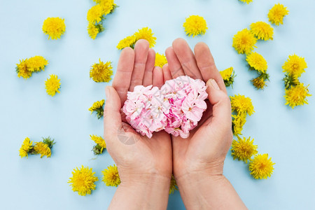 粉彩色的手握着鲜花在蓝色的面糊背景上有着花朵背景时装布局自然图片