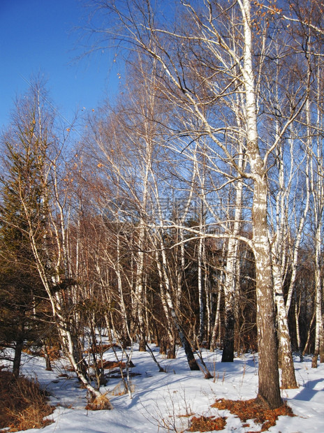 寒冷的白圆形和清蓝寒冬天空走季节图片