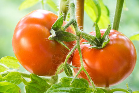 种植在花园艺农业和烹饪概念粮食背景生长的番茄树枝上种植在花园粮食背景物素主义者维他命图片