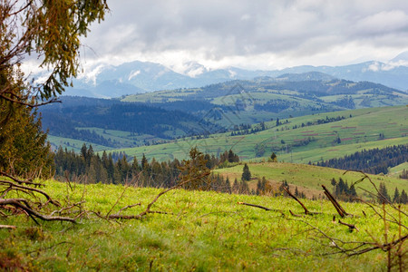 山中喀尔巴阡的春季风景与湿雾山上生长过度绿草和低灰云浅色青草和云褐色月光以及春初喀尔巴阡山的区地貌及上低云和新鲜绿草自由低的环境图片
