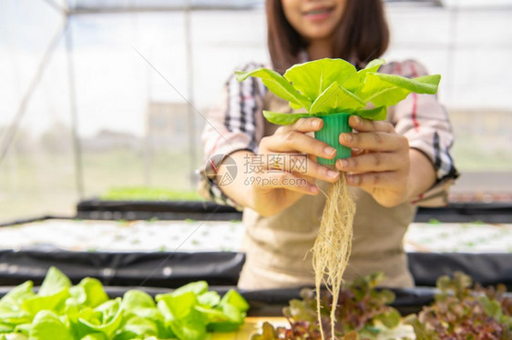 新鲜的农场收集蔬菜沙拉的亚洲青年水栽养户有机农民采集蔬菜沙拉在温室育婴中赠送人们的生活方式和经营动室内农业和种植环境园艺人概念发图片