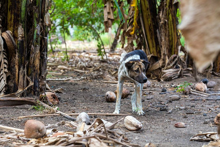 雨林中的流浪狗丛林中的亚洲森林景观中的野狗雨林颜色流浪狗加勒比海户外稠密图片