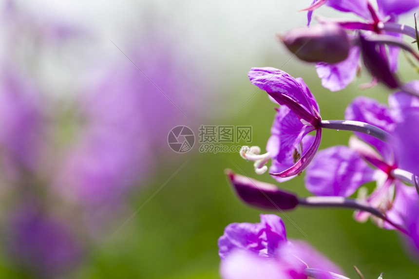 夏天的羽扇豆开花在美丽的夏日开花紫色天空霍鲁任科图片
