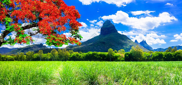 生态美丽的喜马拉斯岛奇异特山地和红树之景蓝色的图片