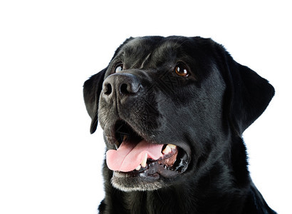 一只美丽的黑色拉布多狗脸上有友好的表情一种白色打猎图片