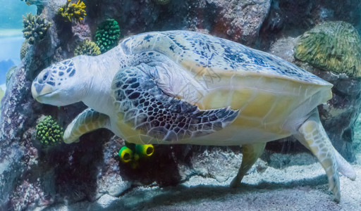 热带围着海生动物肖像环绕着海洋生物动画像游来去的海龟巨大一种图片