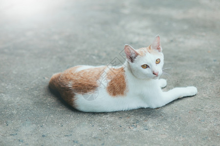 水泥地上休息的猫图片