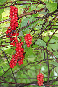 食用红五味子枝成熟群有用植物作五味子植枝上果实红五味子挂在绿枝上韩国五味子红枝成熟束产品图片