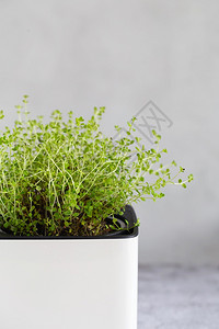 园艺有机的绿色新鲜芳香草在家中种植的香味料中百巴西尔和迷迭香制成的花瓶在家庭种植的香味料农业图片