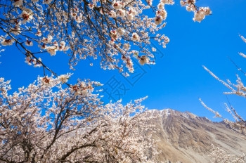 秋天巴基斯坦北部地区Hunza山谷美丽的风景和阿普里科特花爬坡道热带图片