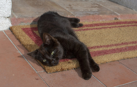 深棕色的猫图片_深棕色的猫素材_深棕色的猫高清图片_摄图网图片下载