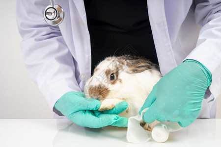 一名兽医给兔子治疗图片