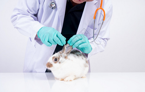 诊断兽医利用棉网检查毛兔耳朵并用动物医院的专业人员检查真菌动物