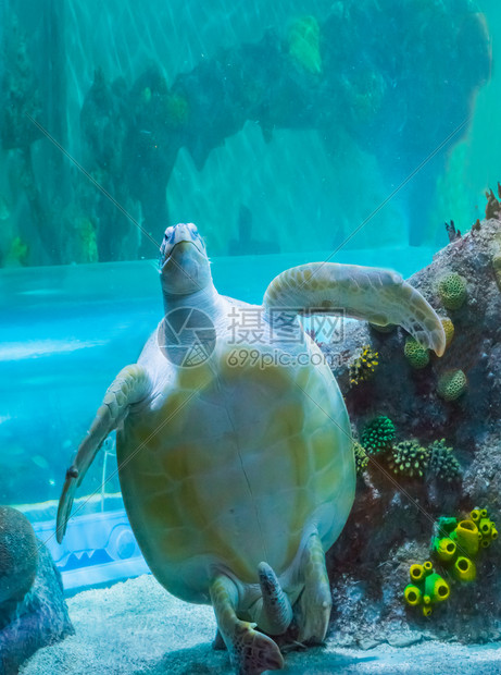 野生动物斑点展示他的下腹部游上海洋生物动肖像海生动物画的龟们在水中漂浮底部图片