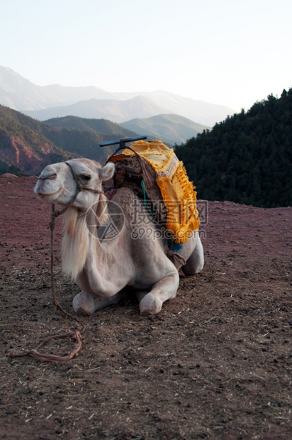 干燥高德纳为了马拉喀什摩洛哥在阿特拉斯山脉为旅游者休息骆驼等待图片