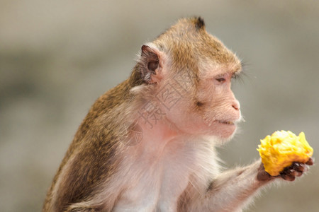 毛茸有趣的热带一只猕猴正在吃食物它有棕色的头发朝上图片