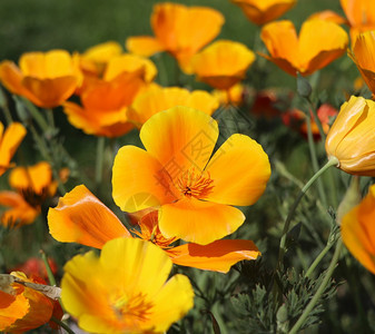 花园金的爱什索尔齐亚卡利弗罗尼或金利佛阿的夏季回红花朵黄金杯子在家庭主食中开花的卉Eschscholzia卡利弗罗尼或金利福亚的图片