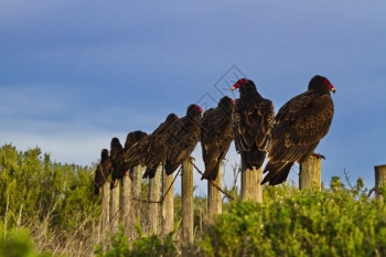 不同的单一火鸡秃鹰区别是在圣西门和坎布里亚附近加利福尼州1号公路沿线围栏后方位置不同向的鸟类线上出现独特的转弯光环约瑟夫图片